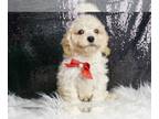 Poodle (Toy) PUPPY FOR SALE ADN-771932 - Michelob AKC