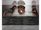 Rottweiler PUPPY FOR SALE ADN-771930 - AKC Rottweilers