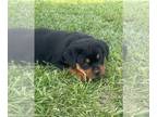 Rottweiler PUPPY FOR SALE ADN-771930 - AKC Rottweilers