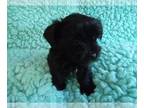 Poodle (Toy)-Yorkshire Terrier Mix PUPPY FOR SALE ADN-771892 - Sweetie