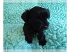Poodle (Toy)-Yorkshire Terrier Mix PUPPY FOR SALE ADN-771892 - Yorkiepoo female