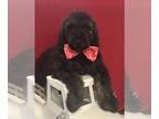 Poodle (Standard) PUPPY FOR SALE ADN-771888 - Standard poodle puppies