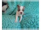 Boston Terrier PUPPY FOR SALE ADN-771884 - Boston terrier Male