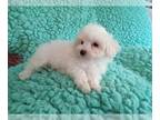 Maltese PUPPY FOR SALE ADN-771883 - Maltese Male