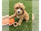 Cavapoo PUPPY FOR SALE ADN-771881 - Westin