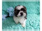 Shih Tzu PUPPY FOR SALE ADN-771876 - Shih Tzu Male