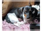 Dachshund PUPPY FOR SALE ADN-771871 - Female mini dachshund