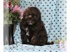 Cavapoo PUPPY FOR SALE ADN-771865 - f1b Cavapoo