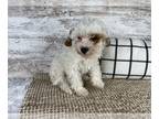 Cavapoo PUPPY FOR SALE ADN-771862 - Daisy