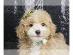 Maltipoo PUPPY FOR SALE ADN-771858 - Roryroo F1B