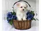 Maltese PUPPY FOR SALE ADN-771844 - Allison