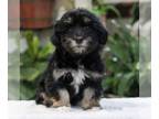 Havanese PUPPY FOR SALE ADN-771837 - AKC Havanese