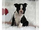 Boston Terrier PUPPY FOR SALE ADN-771830 - ACA Boston Terrier