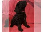 Doodle-Poodle (Standard) Mix PUPPY FOR SALE ADN-771819 - Golden Doodle Puppy