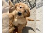 Golden Retriever PUPPY FOR SALE ADN-771817 - AKC American Golden Retriever