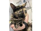 Adopt Marigold a Domestic Short Hair