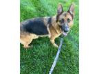 Adopt Lucy a German Shepherd Dog, Mixed Breed