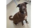 Adopt BEAR a Labrador Retriever, Australian Cattle Dog / Blue Heeler