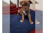 Buggs PUPPY FOR SALE ADN-771962 - pugboston terrier puppy male