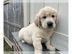 English Cream Golden Retriever PUPPY FOR SALE ADN-771867 - ACA golden retriever