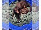 Labrador Retriever PUPPY FOR SALE ADN-771711 - AKC Chocolate labrador Puppies