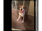 American Bully DOG FOR ADOPTION ADN-771927 - Ceejay