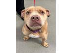 Adopt SCARLETT a Pit Bull Terrier