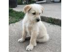 Adopt Annie a German Shepherd Dog, Goldendoodle