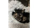 Adopt LACEY a Domestic Short Hair