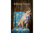 Adopt Bellatrix Salvare (DR7101) a Carolina Dog