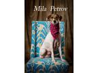 Adopt Mila Petrov a Mixed Breed