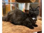 Adopt Herbie a Domestic Medium Hair