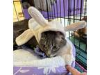 Adopt Emma a Domestic Short Hair, Tabby