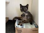 Adopt Naomi a Domestic Short Hair