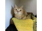 Adopt Winona a Domestic Short Hair