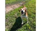 Adopt Bonnie a Treeing Walker Coonhound