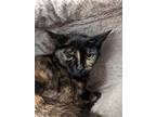 Adopt Tori a Domestic Short Hair