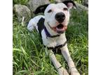 Adopt Megan a Terrier