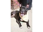 Adopt Luci a Pit Bull Terrier
