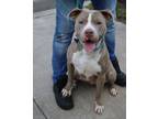 Adopt Gamora a Pit Bull Terrier