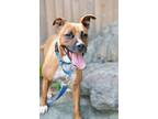 Adopt Petra a Pit Bull Terrier, Mixed Breed