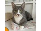 Adopt Pickles a Domestic Short Hair