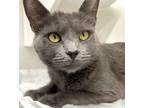 Adopt Crystal a Domestic Short Hair