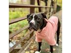 Adopt Leela Barkville a Pit Bull Terrier