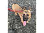 Adopt Kemah a German Shepherd Dog, Mixed Breed