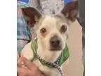 Adopt STEPHI a Rat Terrier, Mixed Breed