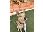 Adopt MACIE a German Shepherd Dog