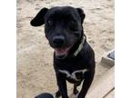 Adopt Roxanne a Black Labrador Retriever, American Staffordshire Terrier