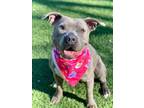 Adopt KEELIE a Pit Bull Terrier