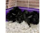 Adopt Guinea Pig Family a Guinea Pig